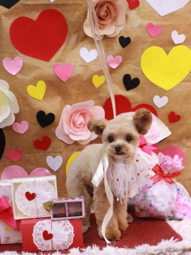 20230208ヴィヴィくん